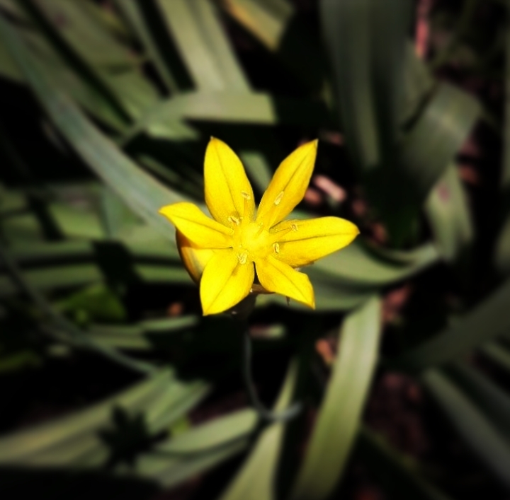 Yellow Flower