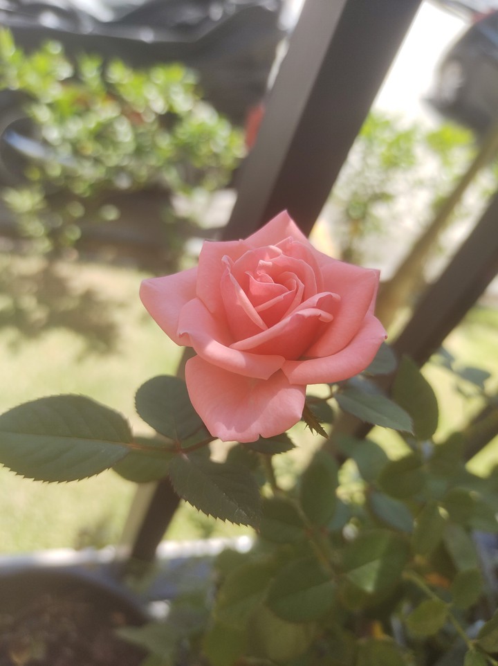 flor
