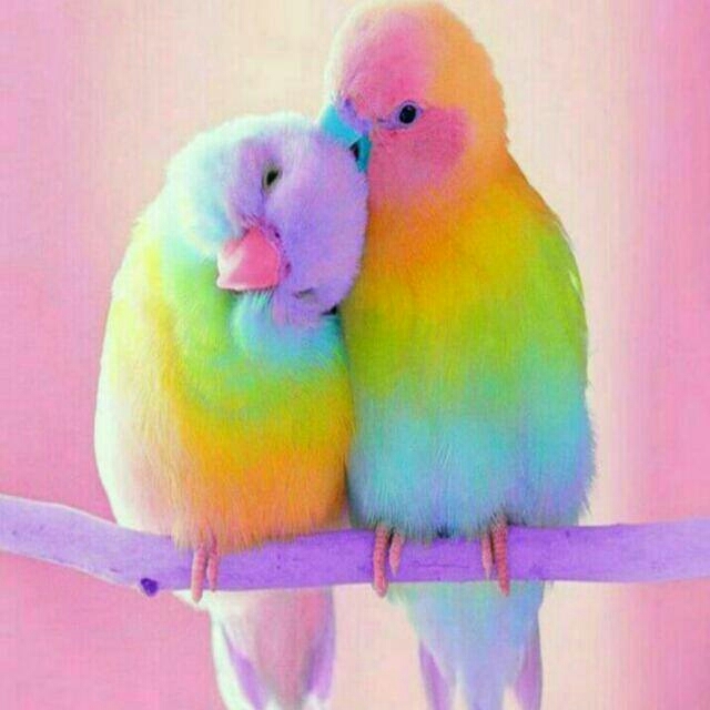 Reinbow birds ❤❤❤