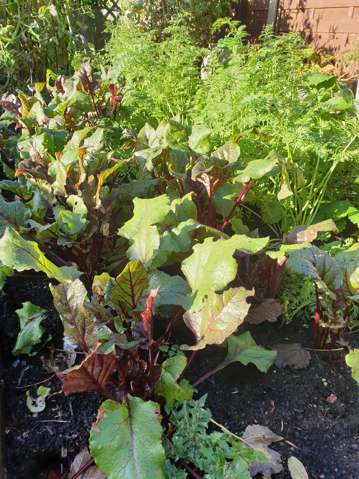vegetable patch!!