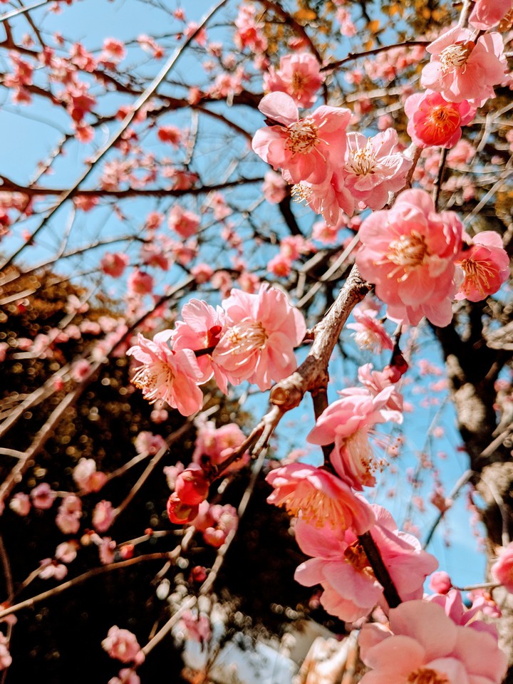 Plum blossom