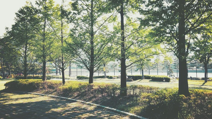 Green Trees