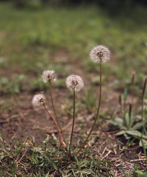 Spring