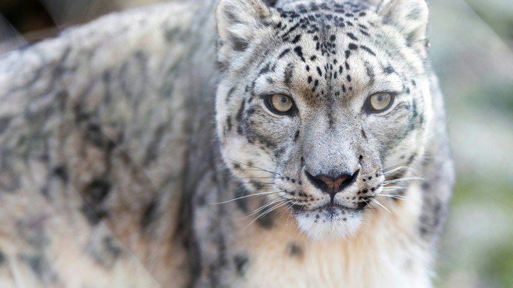 Snow Leopard