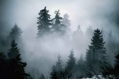 forest in the fog