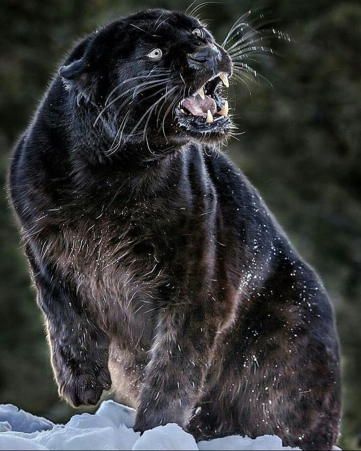 оскал