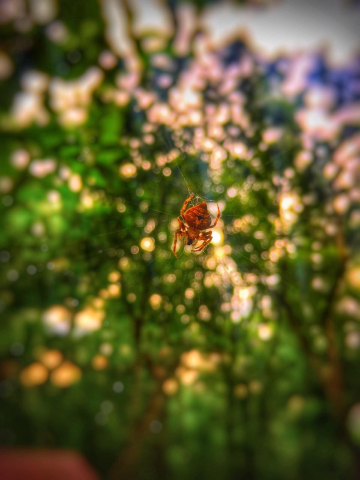 spider
