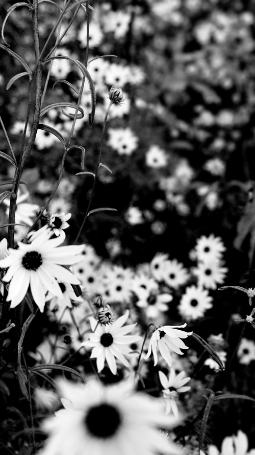 bw flowers