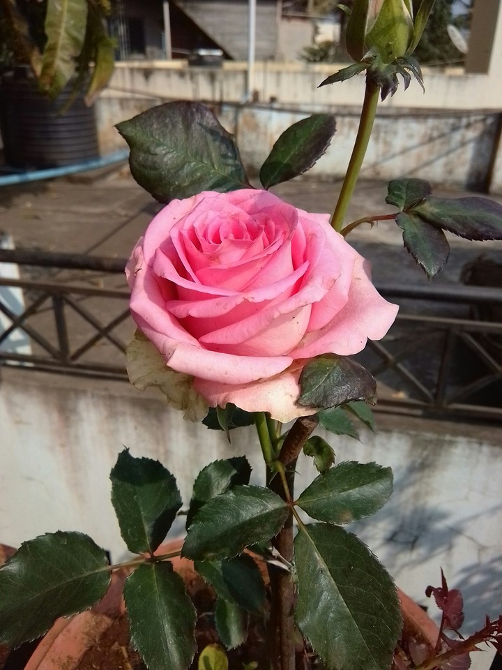 rose1