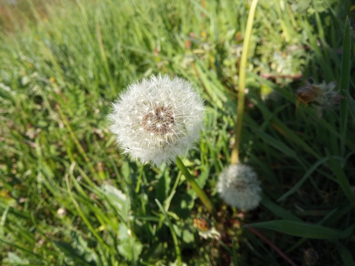 #flowers #spring