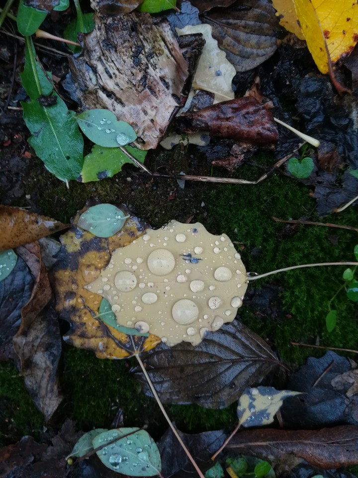 raindrops