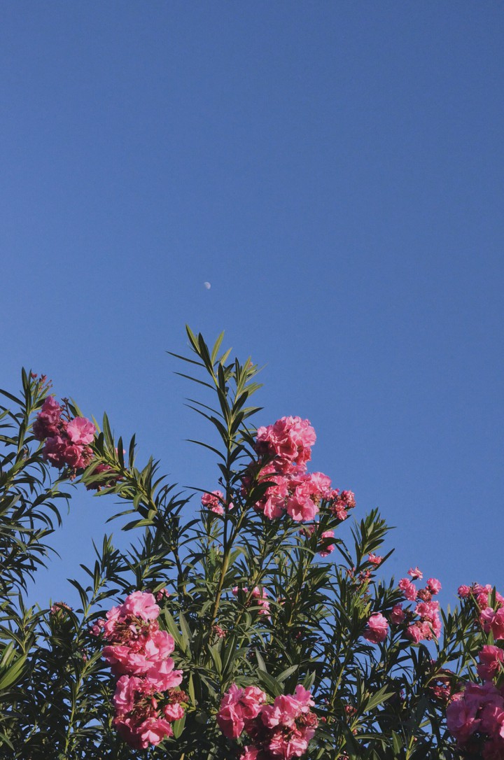 bougainvillea