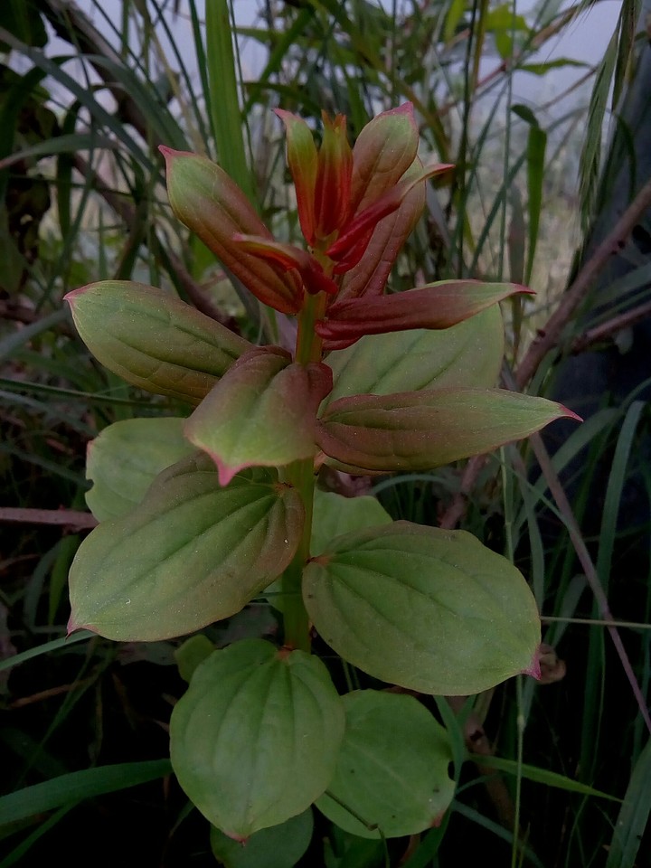 The silent leaf...