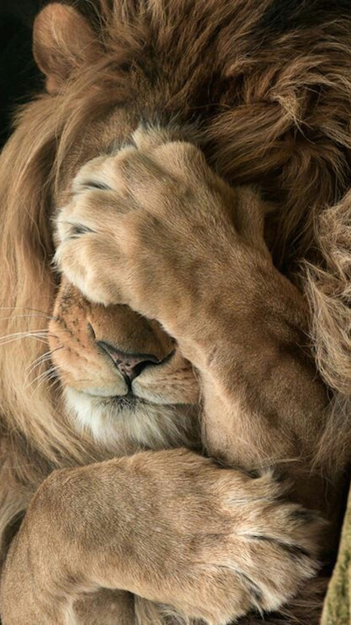Cute lion