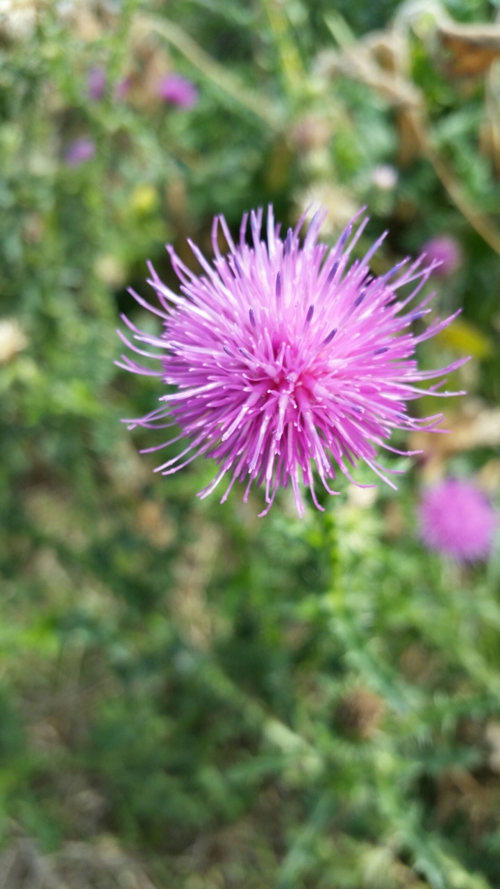 pinky