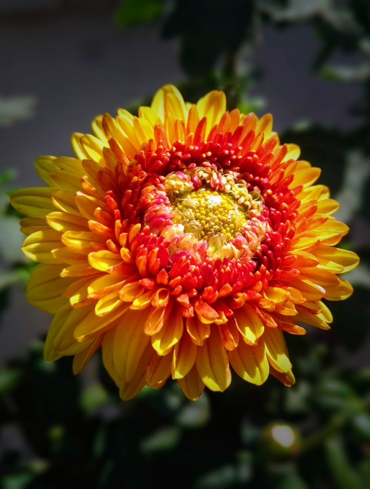 flower