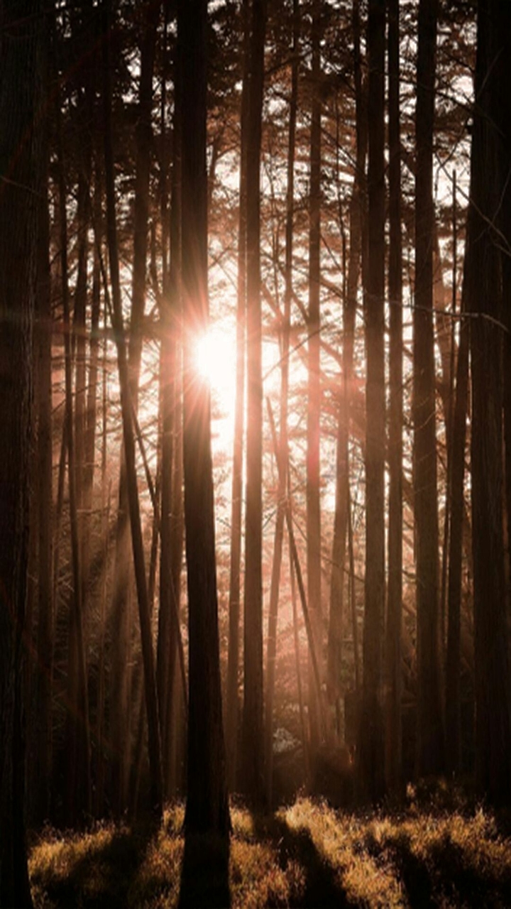 forest