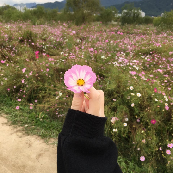 코스모스향기