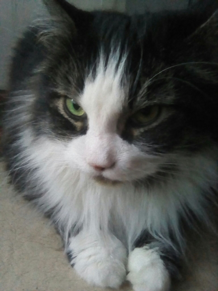 Любимый котик