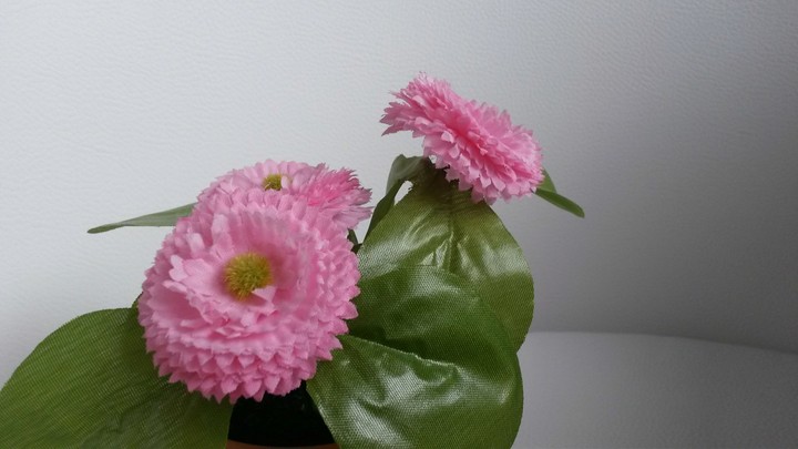 rosa Blume