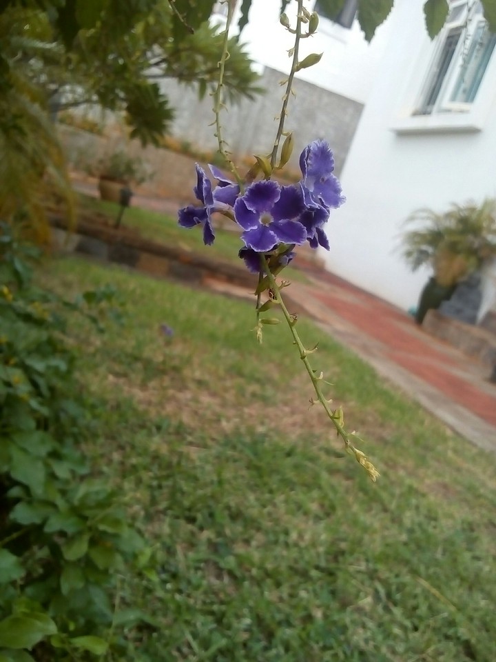 violet flower