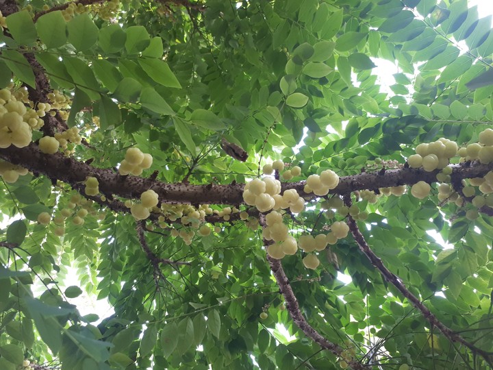 nice fruit