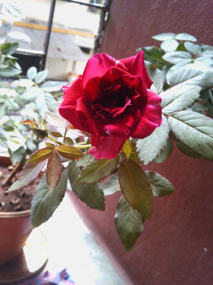 rose