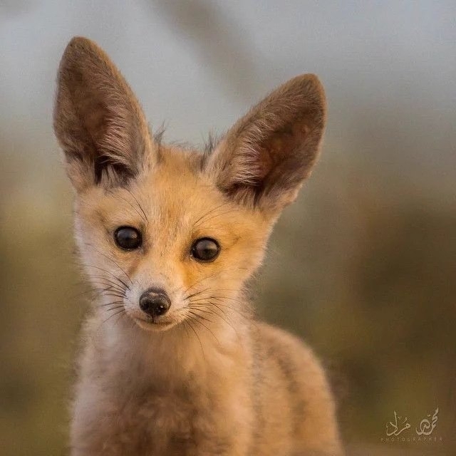 fox