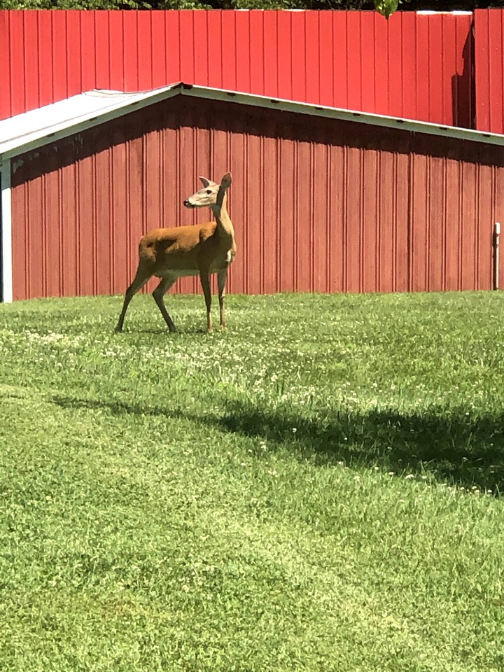 oh deer!