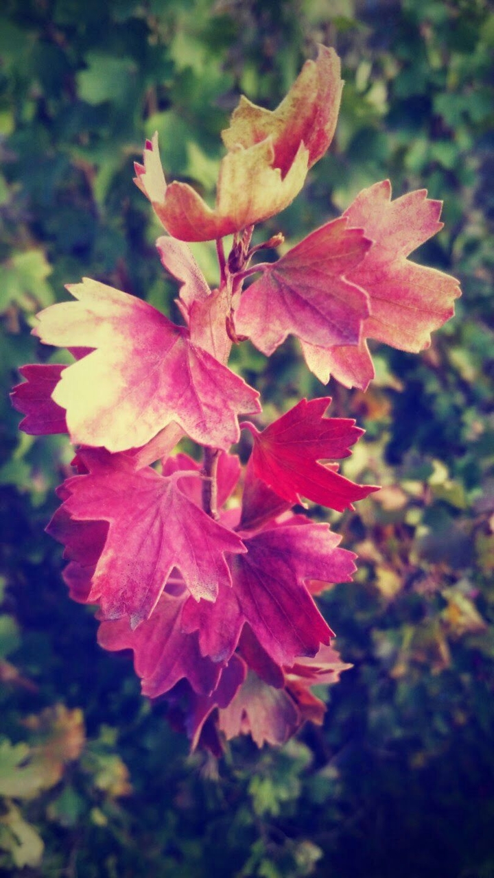 autumm