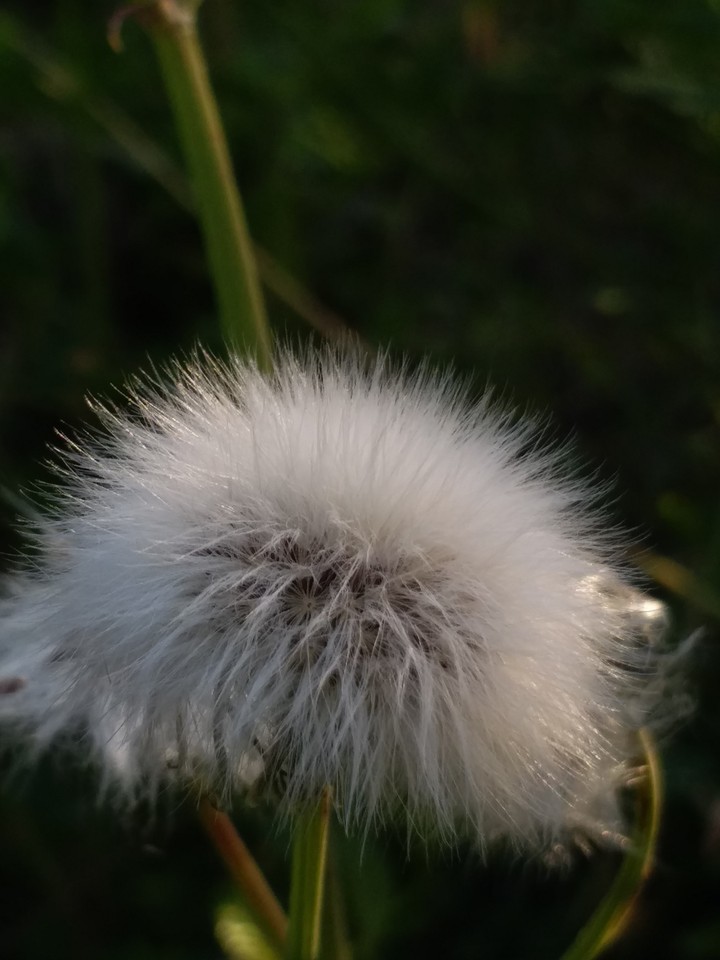 I captured this beautiful picture in a village