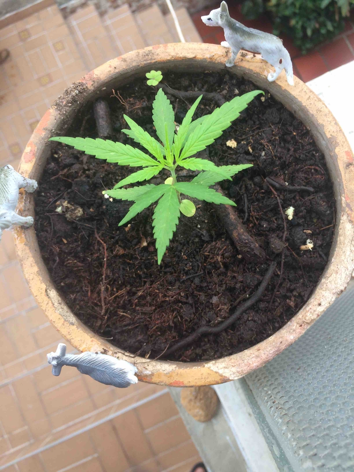 21 días! ?