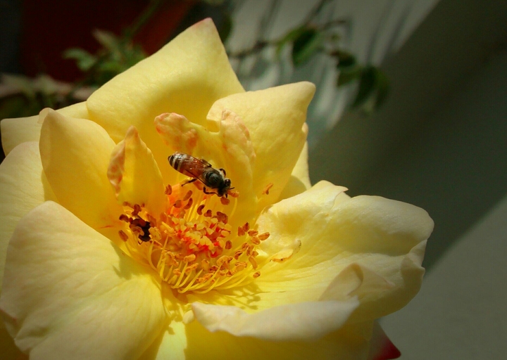 Yellow Rose