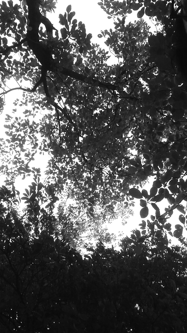 leaves, nature