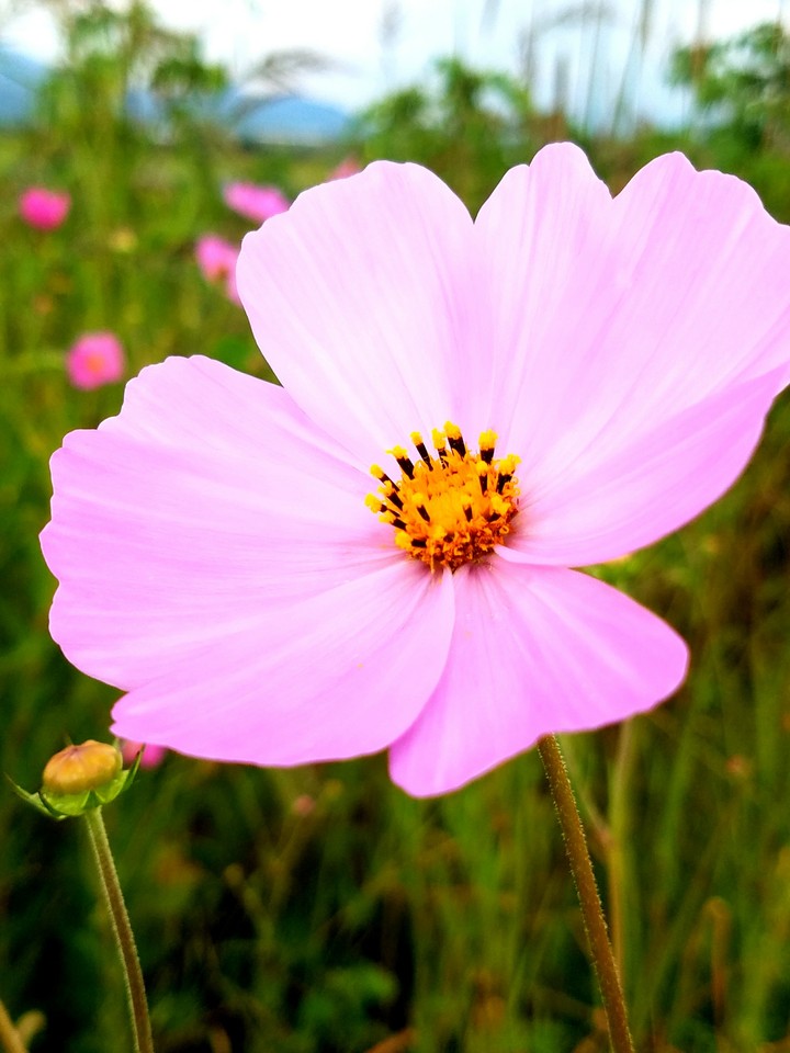 cosmos rosa