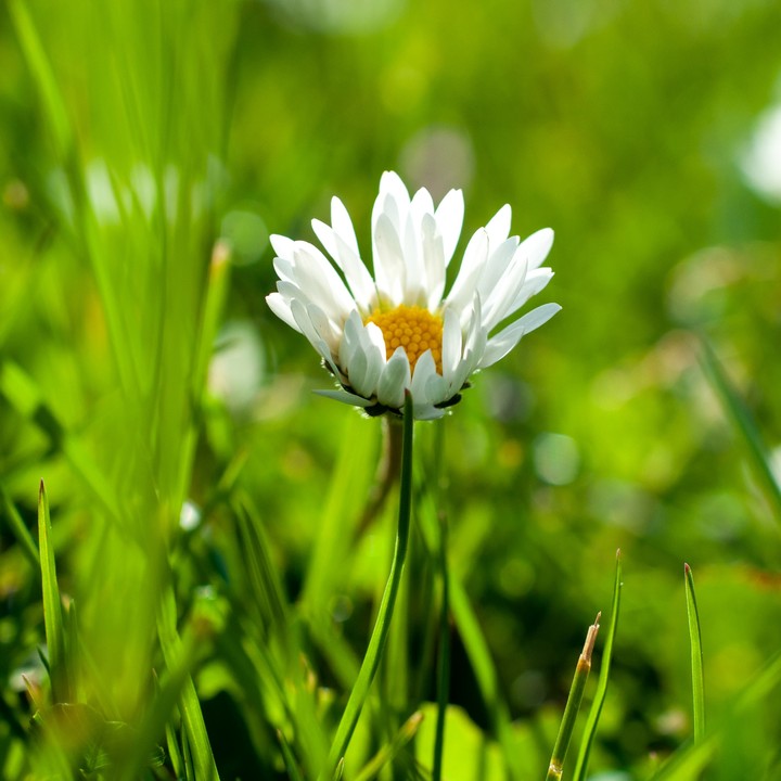 Daisy