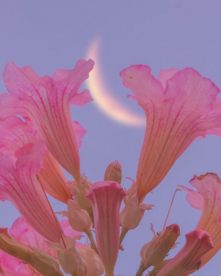 pink