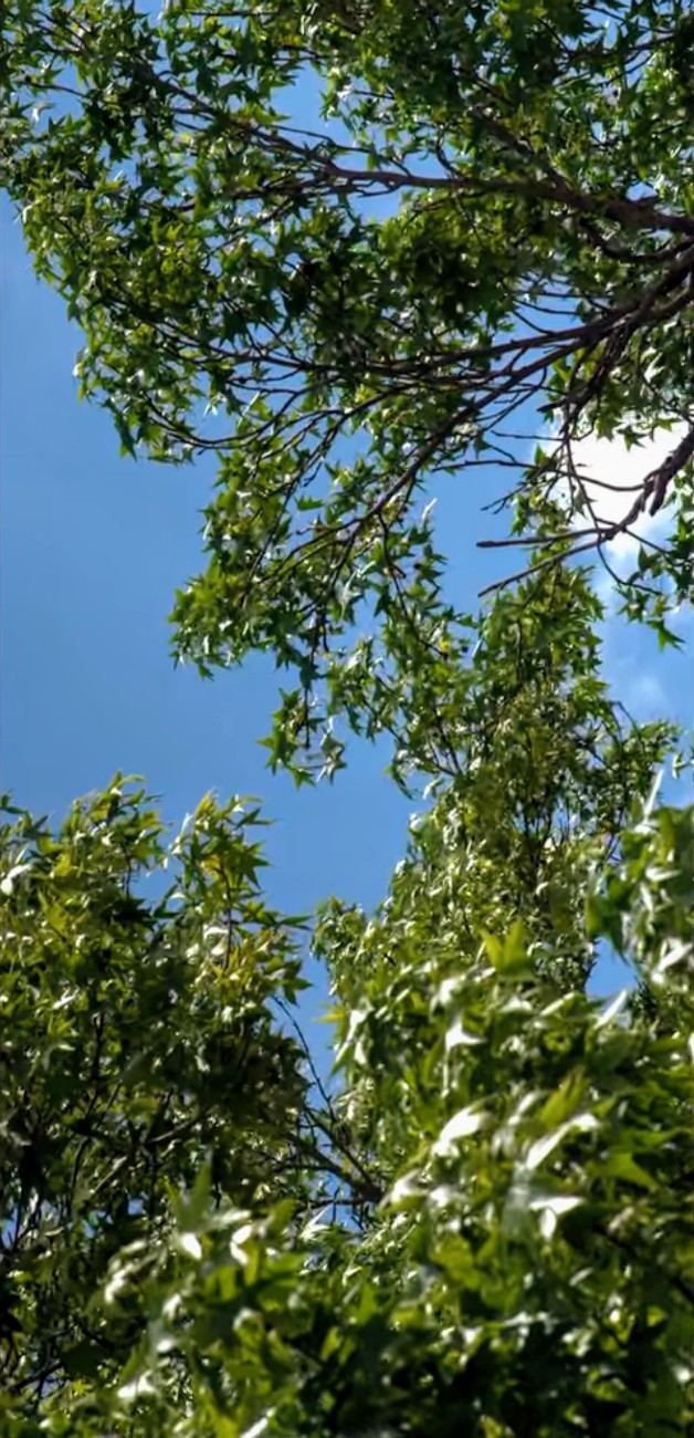 Floresta