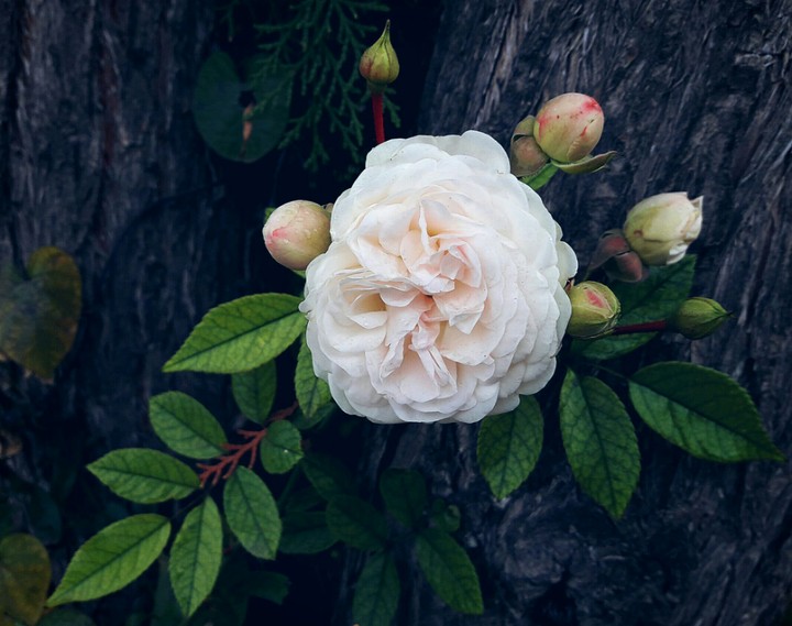 Rose