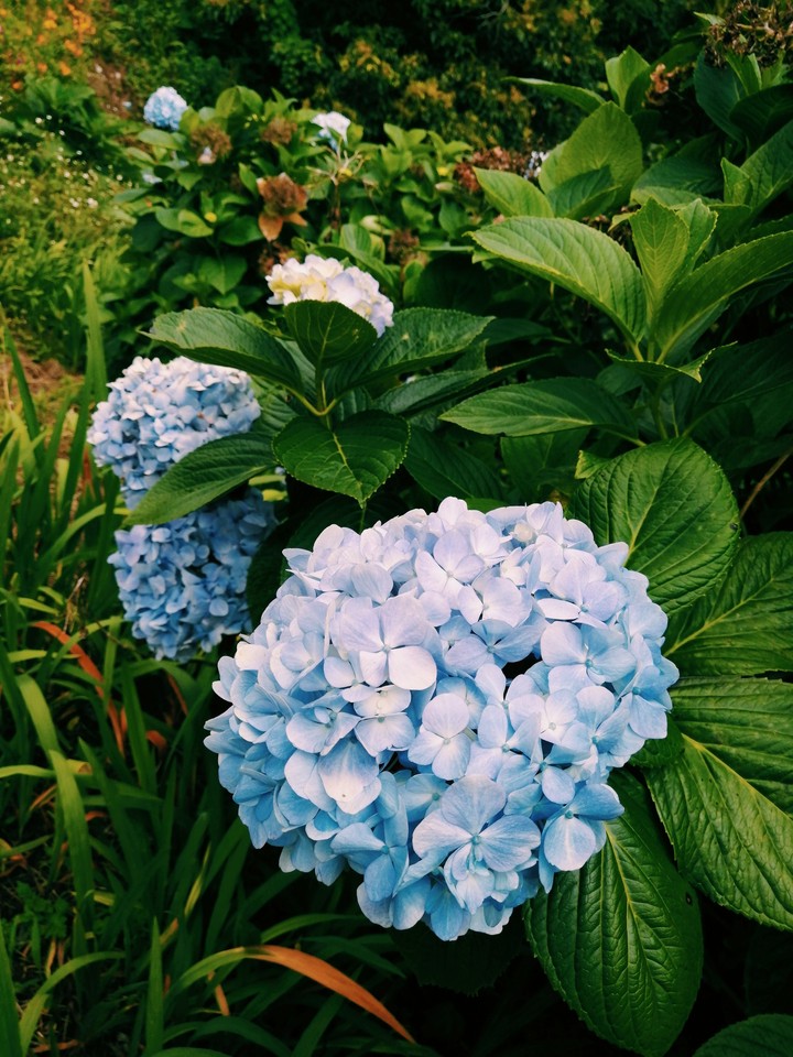 Flores azules