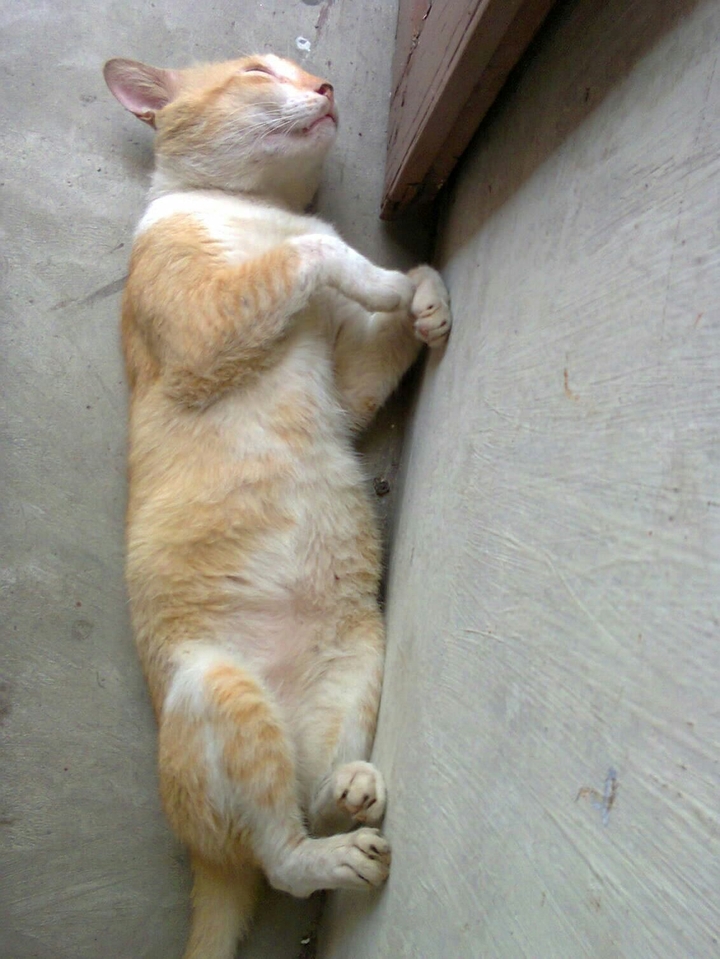 my cat