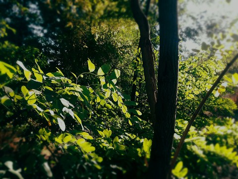 papéis de parede vegetation, branch