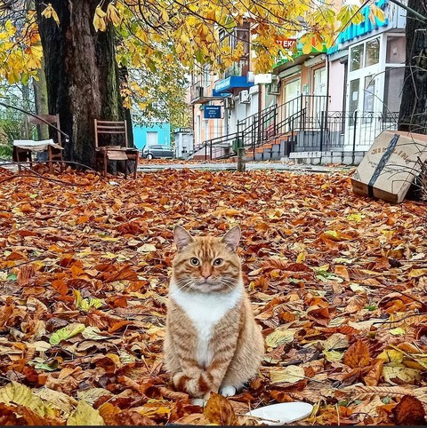 kitty ?