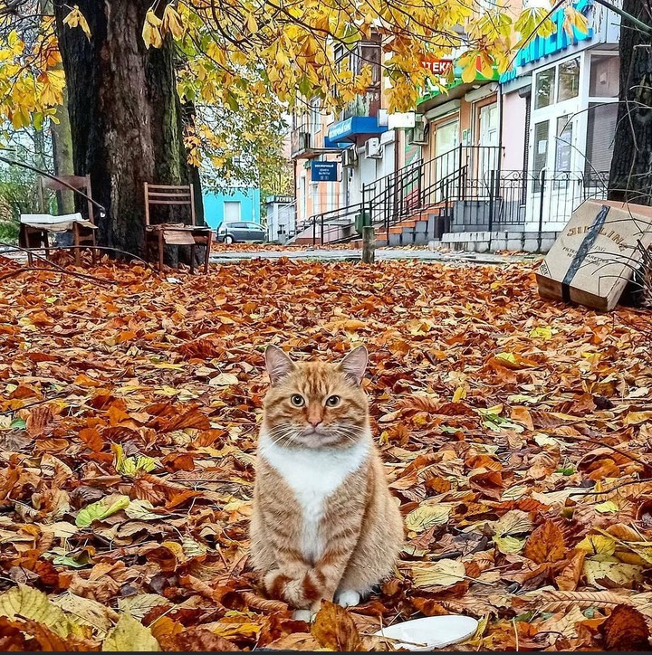 kitty ?