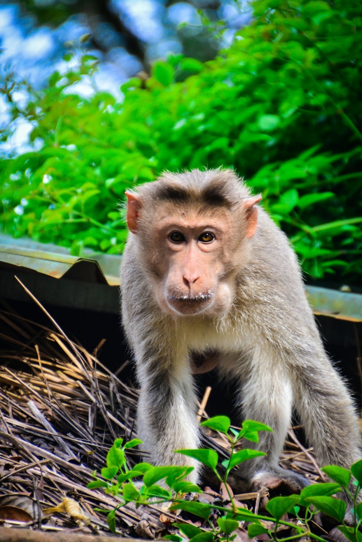 Monkey