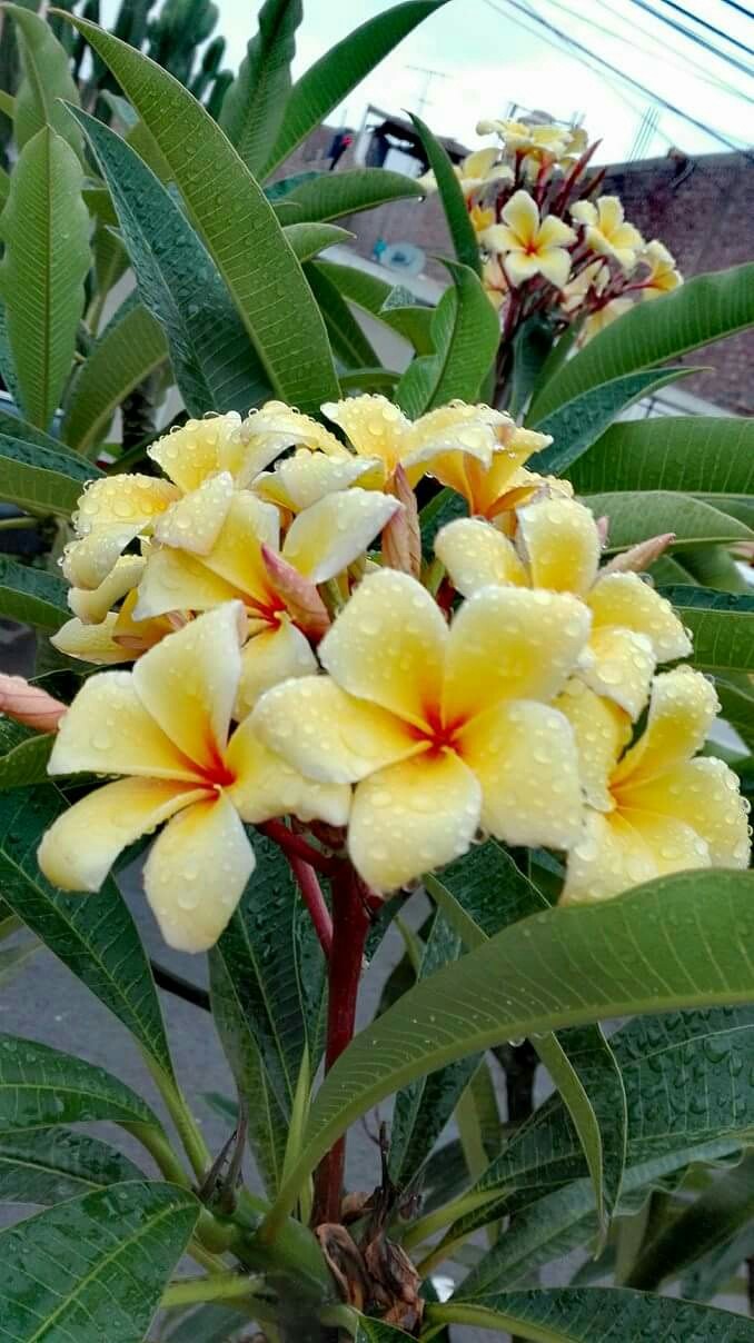 Flores de jardín