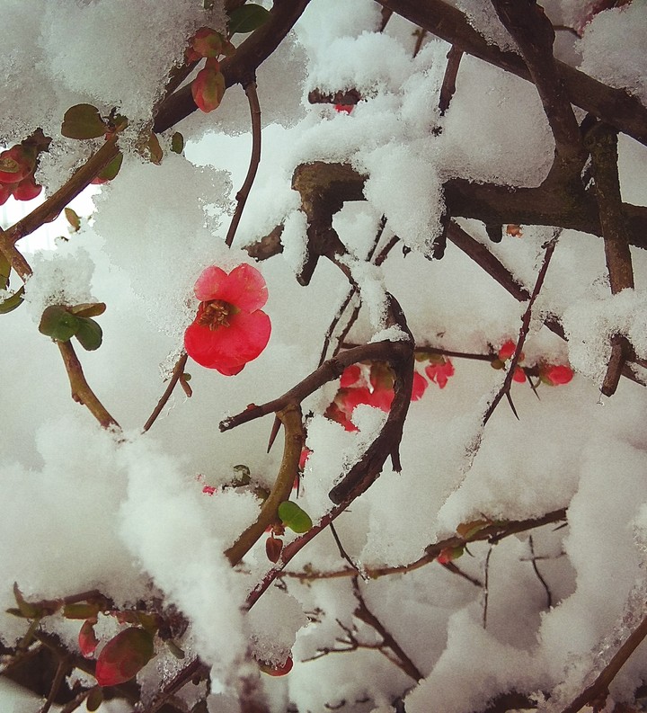 under snow