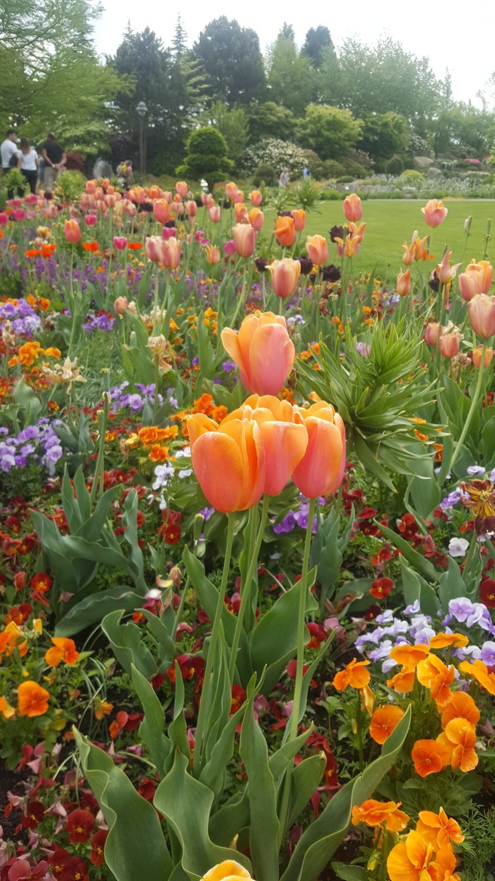 flowers