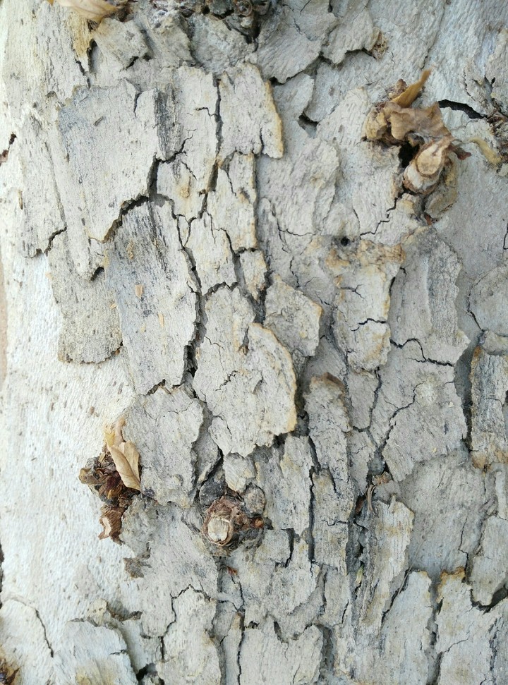 wood