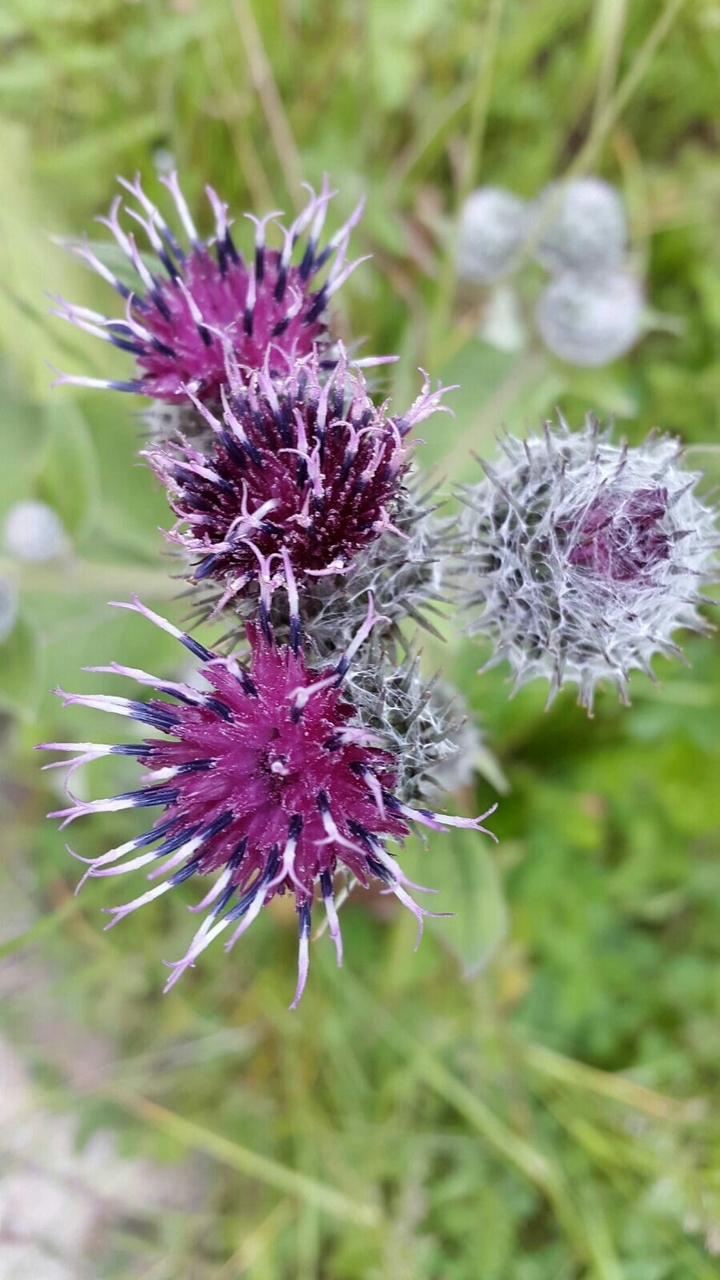 Wild mountain flower